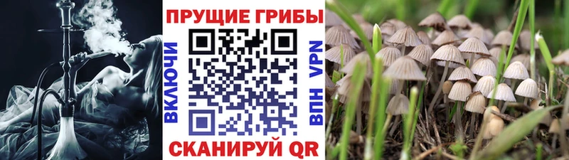 Псилоцибиновые грибы Cubensis  цены наркотик  Ивантеевка 