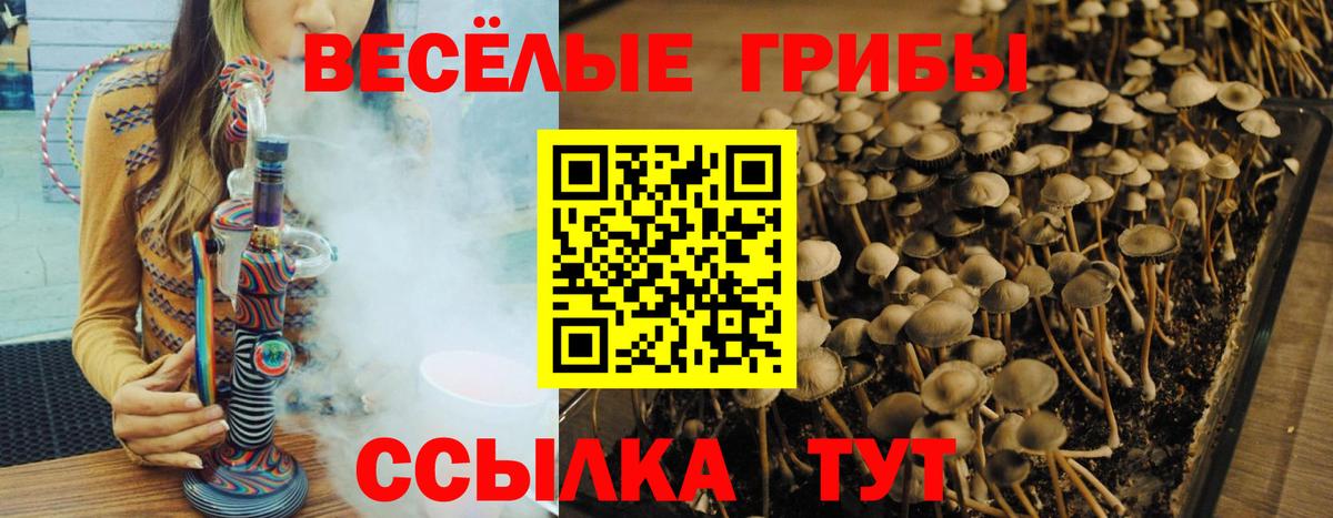 Псилоцибиновые грибы Psilocybe Ивантеевка